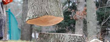 Best Tree Preservation Services  in Gregory, TX