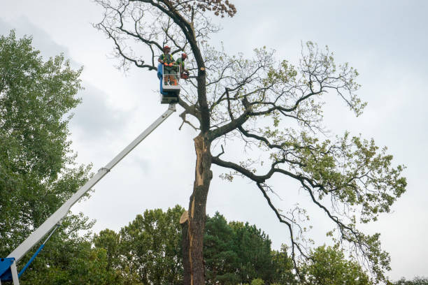 Best Tree Cabling and Bracing  in Gregory, TX